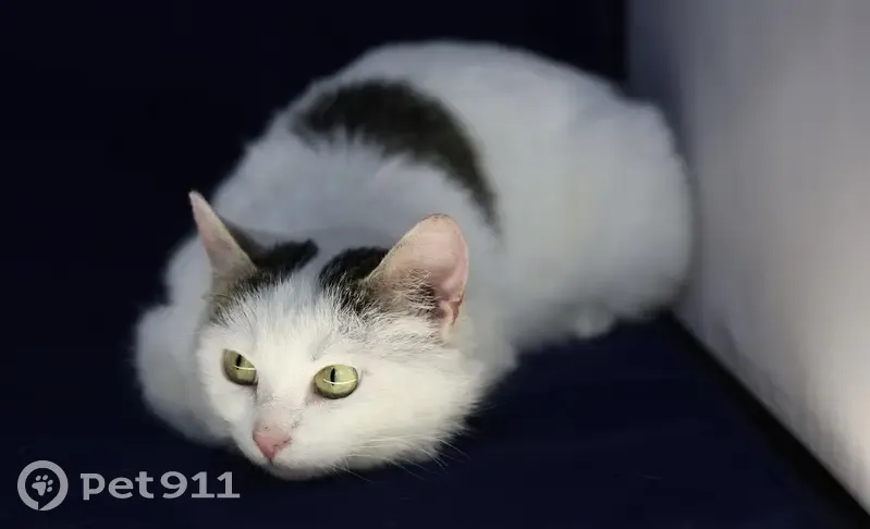 Найдена кошка, Оснабрюкская улица, 16, Тверь - светлый окрас, темные ушки - photo