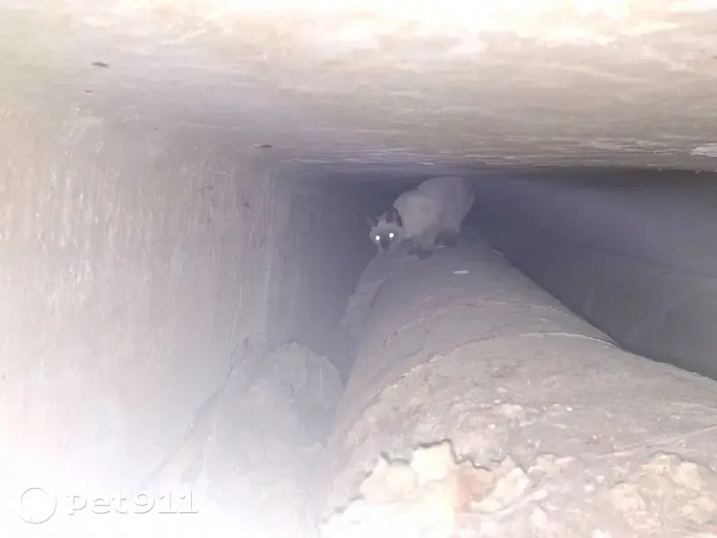 Найдена кошка, улица Аксакова, 14А, Астрахань - породистая с тёмными ушками - photo