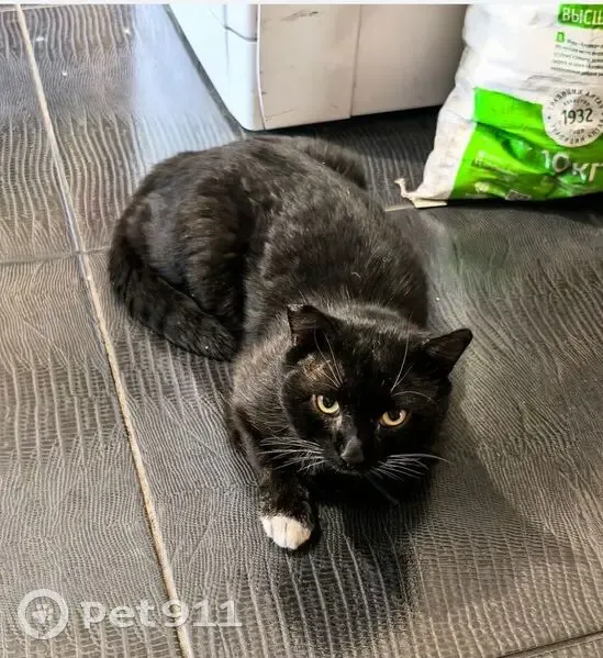 Пропал кот, улица Высоцкого, Тюмень - черный с белыми 