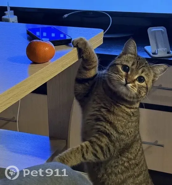 Пропал кот, Подольская улица, 53, Новосибирск - слегка рыжий, ласковый - photo