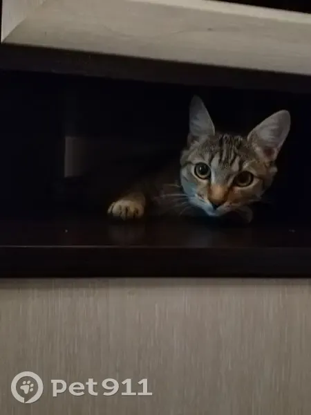 Пропала кошка, улица Рихарда Зорге, 11, Уфа - полосатая, коричневая - photo