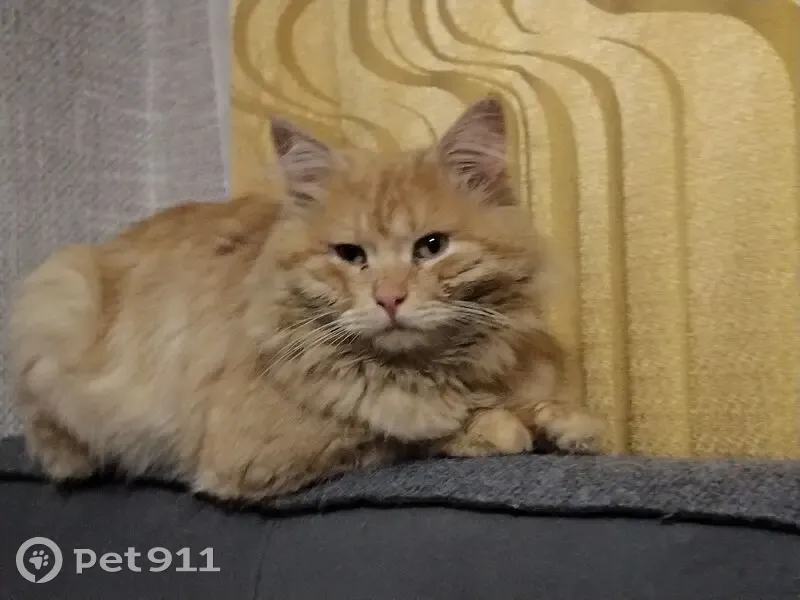 Пропал кот, 3-й Карачижский переулок, 3, Брянск - пушистый и дружелюбный - photo