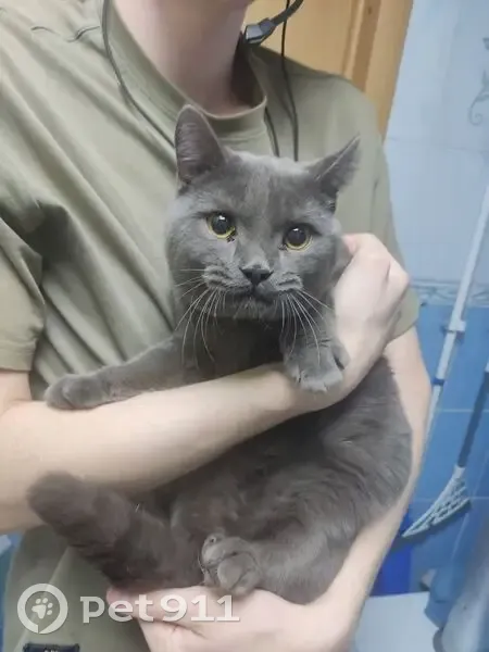 Найден кот, 1-й Верхоянский переулок, Челябинск - явно домашний - photo