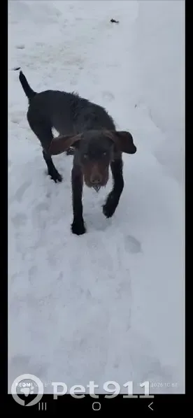 Пропал собака, городской округ Пенза, Пенза - коричневый, высокий - photo