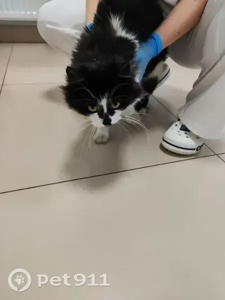 Найдена кошка, проезд Алексея Афанасьева, 6, Петрозаводск - черно-белая - photo