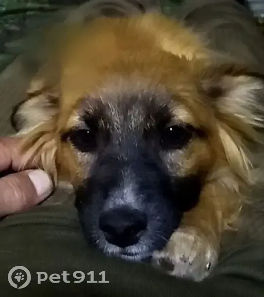 Пропала собака, женский пол, Таганрогская улица, 116/1, Ростов-на-Дону - photo