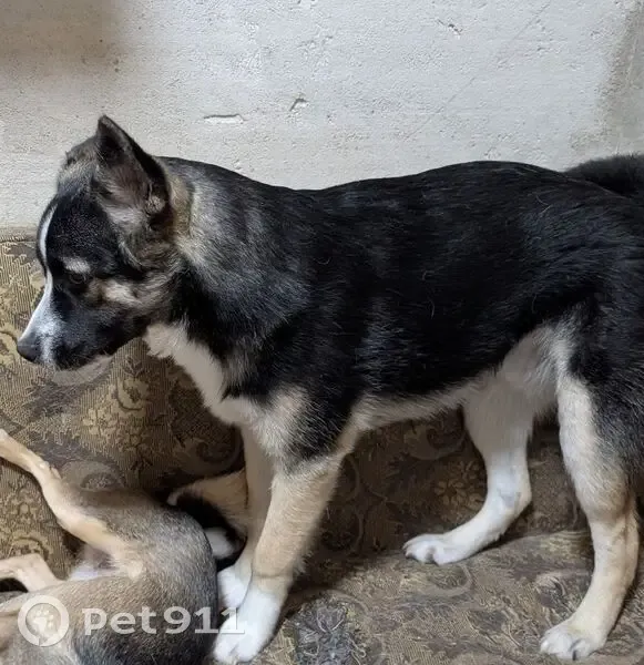 Пропала собака, Луговая улица, Сафоново - черно-белый окрас, полу-согнутое ушко - photo