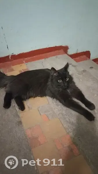 Найдена кошка, Советская улица, 27, Петрозаводск - черная, длинношерстная - photo