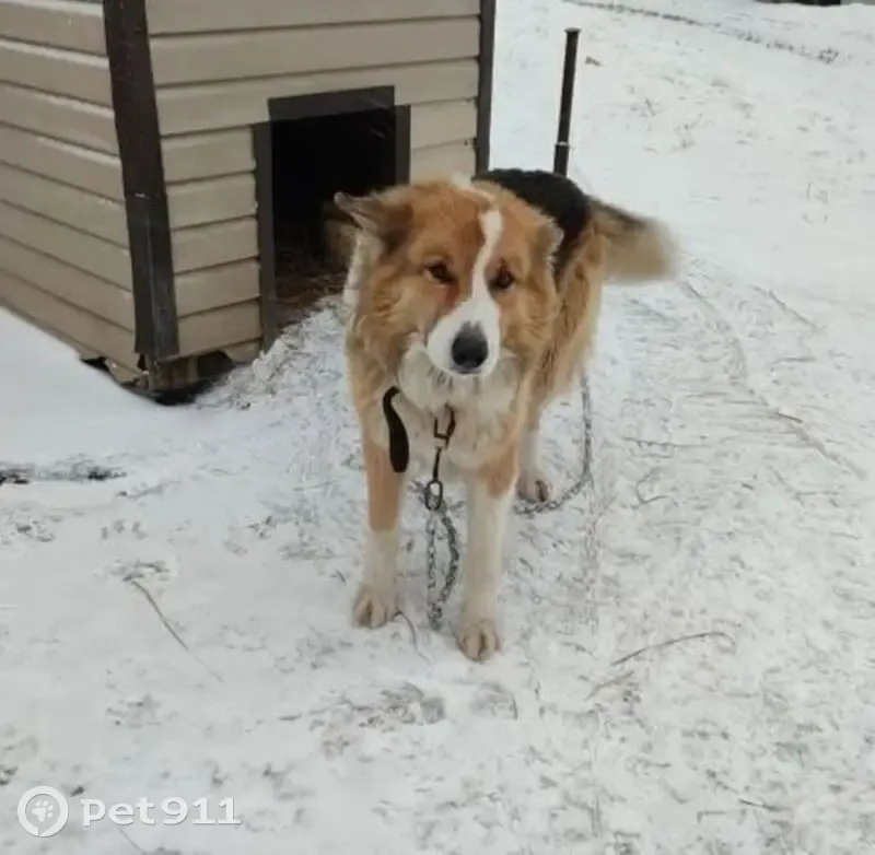 Пропала собака, Шлиссельбург, Ленинградская область - рыже-белая метис с коли - photo