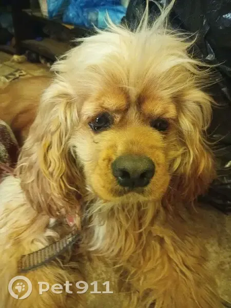 Пропала собака, улица Тюляева, 19/1, Краснодар - photo