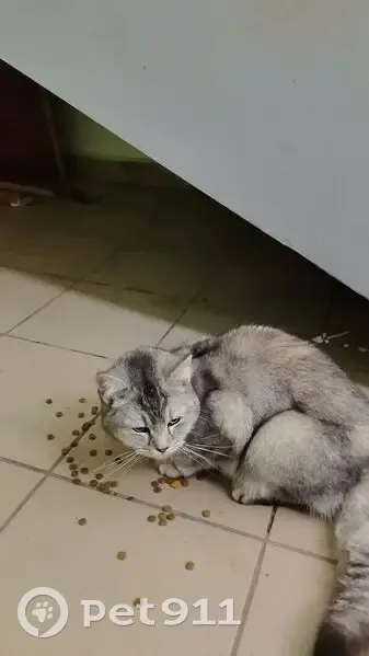 Найдена кошка, улица Рауиса Гареева, 4, Казань - photo