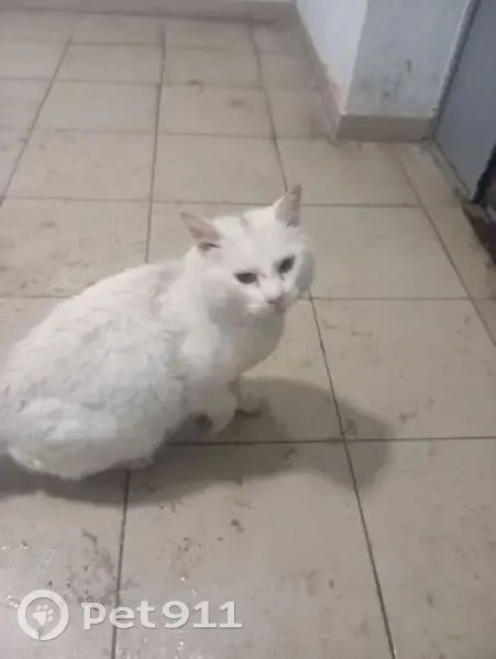Найдена кошка, Елизаветинская улица, Калининград - photo