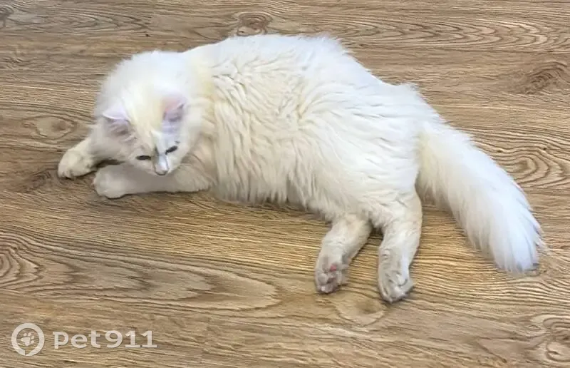 Пропала кошка, улица Гатиятуллина, 9, Бавлы - photo