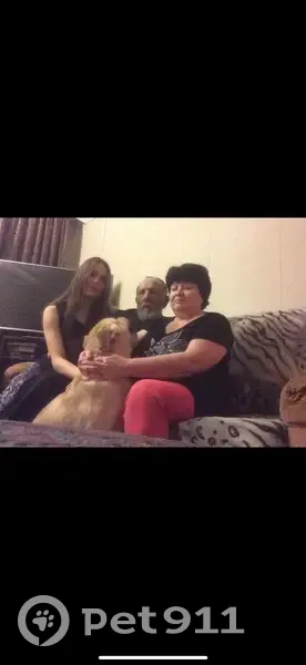 Пропала собака, Пригородная улица, Курган - photo