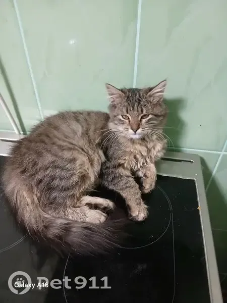 Пропала кошка, улица Свободы, 215В, Борисоглебск - photo