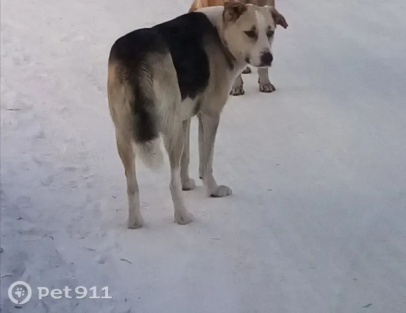 Пропала собака, Романовский тракт, Чита - photo