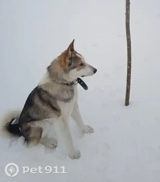 Пропала собака Мальчик, Красноярское (rl1146690) - photo