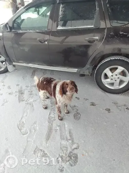 Найдена собака Мальчик, Медведев (rf1146694) - photo