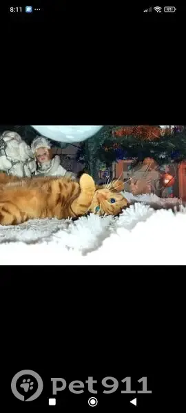 Пропала кошка Девочка, Киевский (rl1146701) - photo