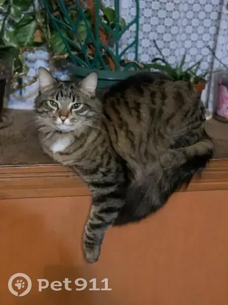 Пропала кошка Мальчик, Одинцово (rl1146705) - photo