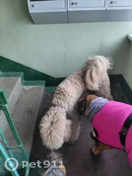 Пропала собака, Первомайская улица, 6, район Щербинка - photo