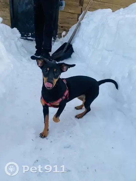 Пропала собака, Инициативная улица, 123А, Кемерово - чёрная такса, боится людей - photo