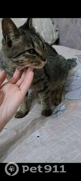 Пропала кошка, улица Маяковского, 9, Шуя - photo