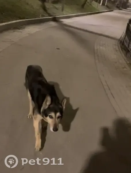 Пропала собака, Балаклавский проспект, 20 к4, Москва - photo