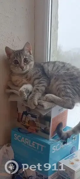 Пропала кошка, улица 35 лет Победы, 2, Жирновск - photo