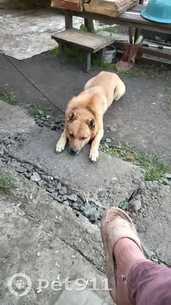 Пропала собака, улица Скульптора Головницкого, 20А, Челябинск - photo