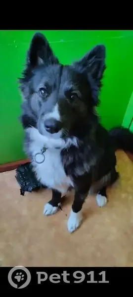 Пропала собака Девочка, Успенское (rl1146787) - photo