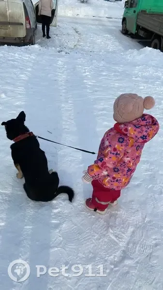 Пропала собака Девочка, Павловск (rl1146789) - photo