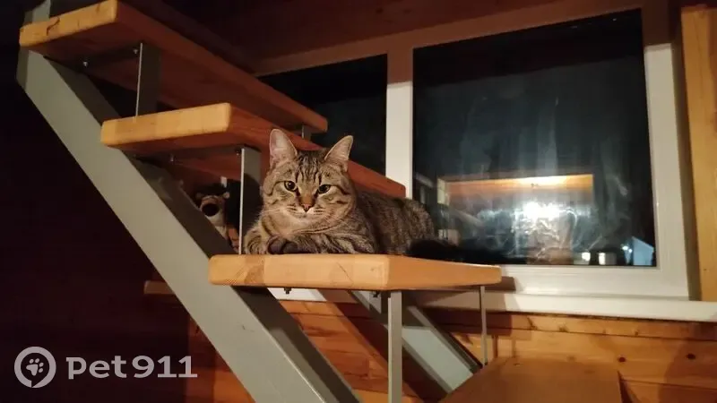 Пропала кошка, Нагорная улица, Ленинское - photo