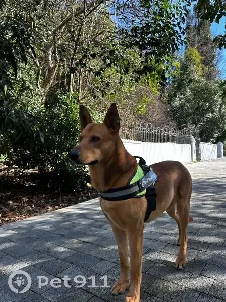 Пропала собака Мальчик, Сочи (rl1146809) - photo