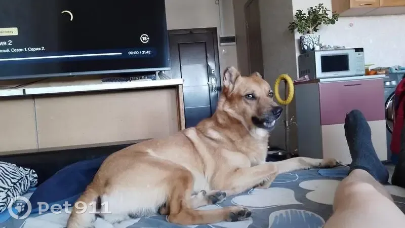 Пропала собака, улица Скульптора Головницкого, 20А, Челябинск - photo