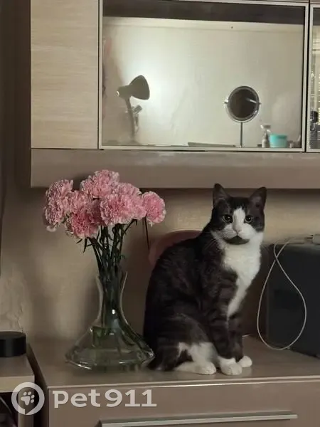 Пропала кошка, улица А. Г. Стаханова, городской округ Липецк - photo