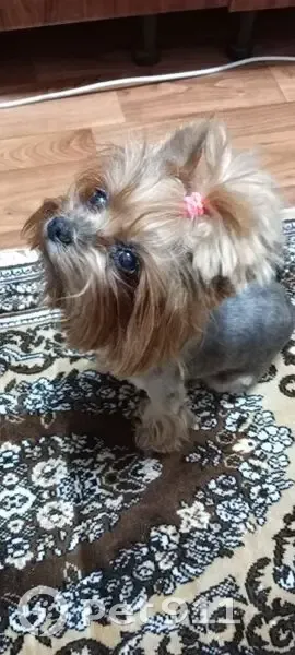 Пропала собака, Томская улица, 6, Киселёвск - photo