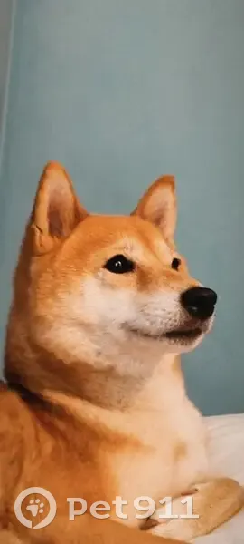 Пропала собака, улица Болейко, 4, Челябинск - photo