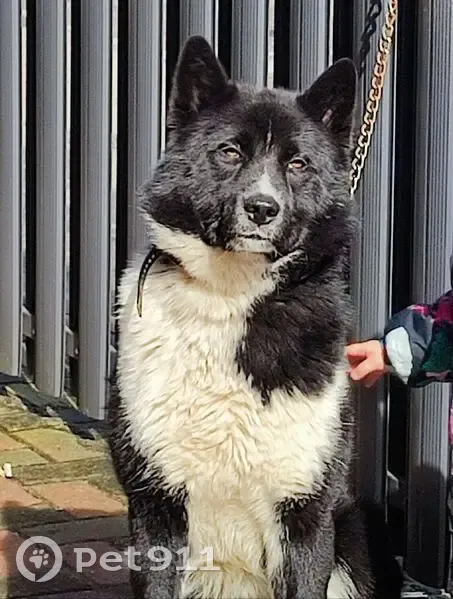 Пропала собака, Сапёрная улица, 3, Калининград - photo