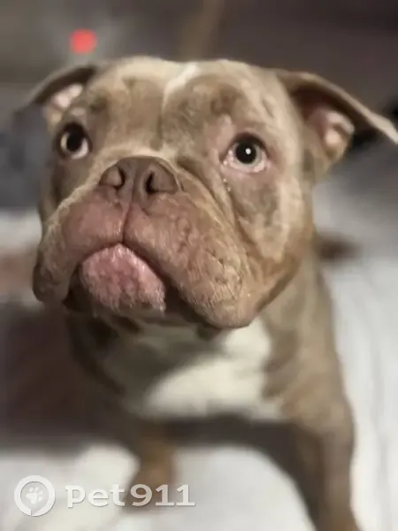 Пропала собака, улица Оболенского, 82, Ялуторовск - бежевый окрас с пятнышками - photo