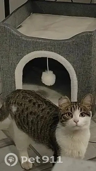 Пропала кошка Девочка, Чигири (rl1146849) - photo