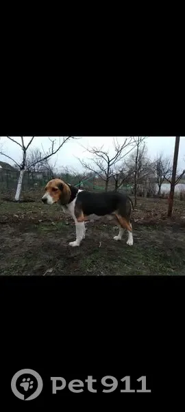 Пропала собака, Чонгарская улица, 309, Старокорсунская - photo