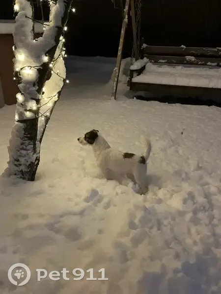 Пропала собака Мальчик, Исаково (rl1146856) - photo