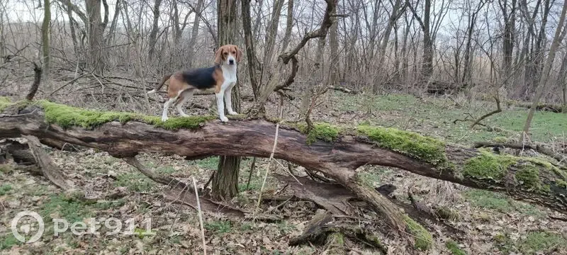 Пропала собака, Таврическая улица, Старокорсунская - photo