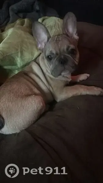 Пропала собака, улица Энгельса, 523, Красновка - photo