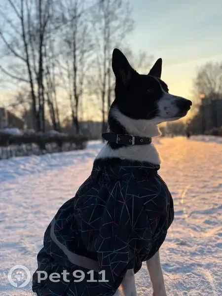 Пропала собака, улица Карла Маркса, городской округ Липецк - photo