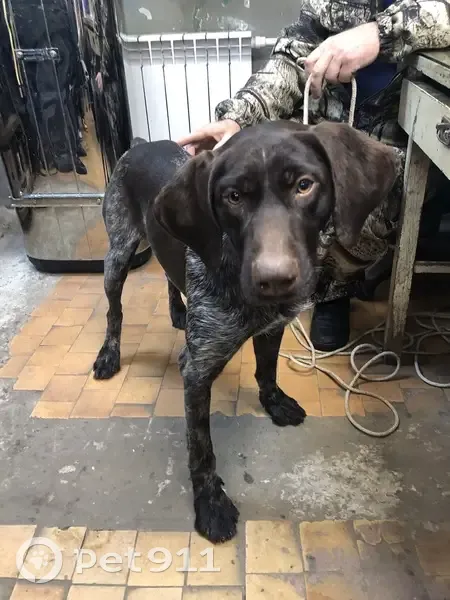 Пропала собака, Шоссейная улица, Ростов-на-Дону - photo