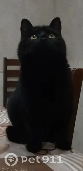 Пропала кошка Мальчик, Миасс (rl1146882) - photo