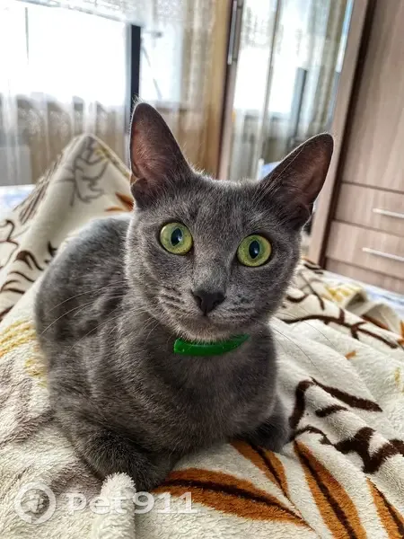 Пропала кошка, улица Голубятникова, 13, Волгоград - полностью серая - photo