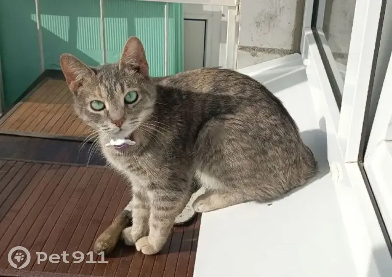 Пропала кошка, Псковская улица, 56, Великий Новгород - photo